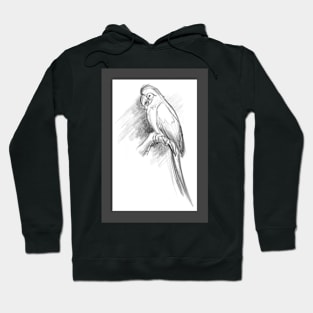 Ruby the Macaw Sketch Hoodie